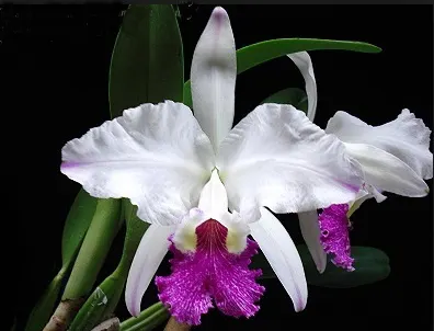 Cattleya speciosissima semi alba 'Stanley'