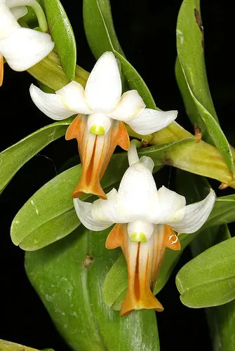 Dendrobium ellipsophyllum