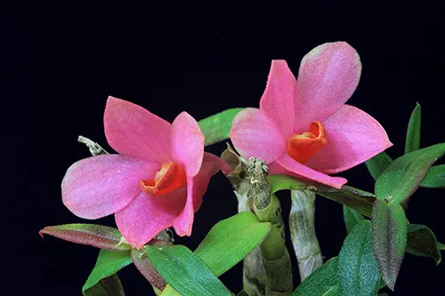 Dendrobium victoria reginae x cuthbersonii