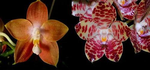 Phalaenopsis Kungs Princess x gigantea