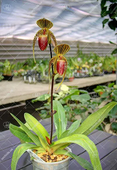 Paphiopedilum Hung Sheng Eagle x rothschildianum