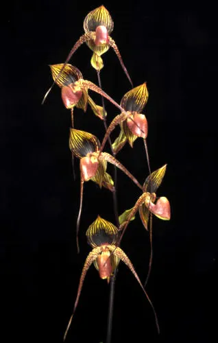 Paphiopedilum rothschildianum x anitum 'Shih Yueh'
