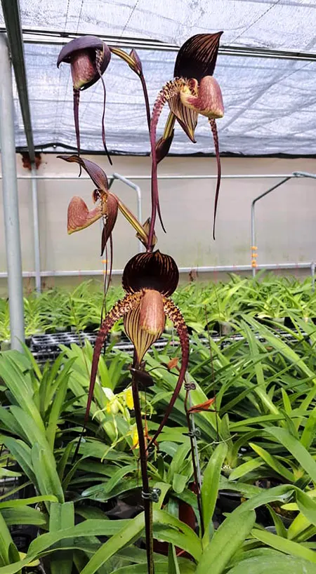 Paphiopedilum (Angel Hair x rothschildianum) x anitum 'Shih yueh'