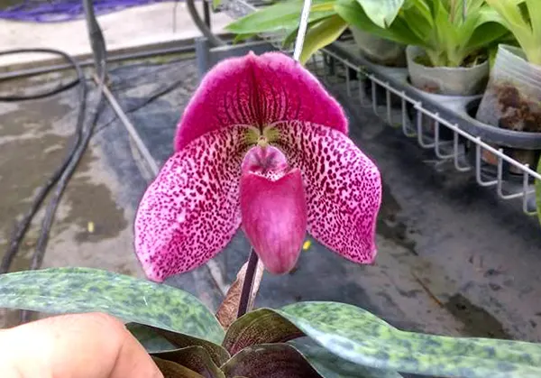 Paphiopedilum bellatulum x Shin-Yi Heart