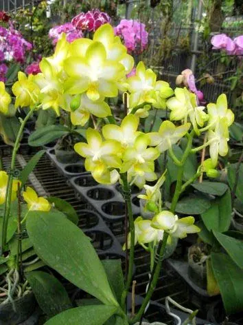 Phalaenopsis Yuan shan Sweet Girl