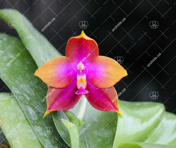 Phalaenopsis Nobby’s Green Eagle x (Sogo Kaiulani-Dragon Tree Eagle)