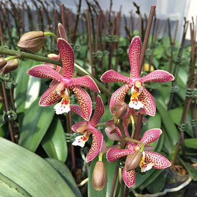 Phalaenopsis Jiaho's Pink Girl x mannii black