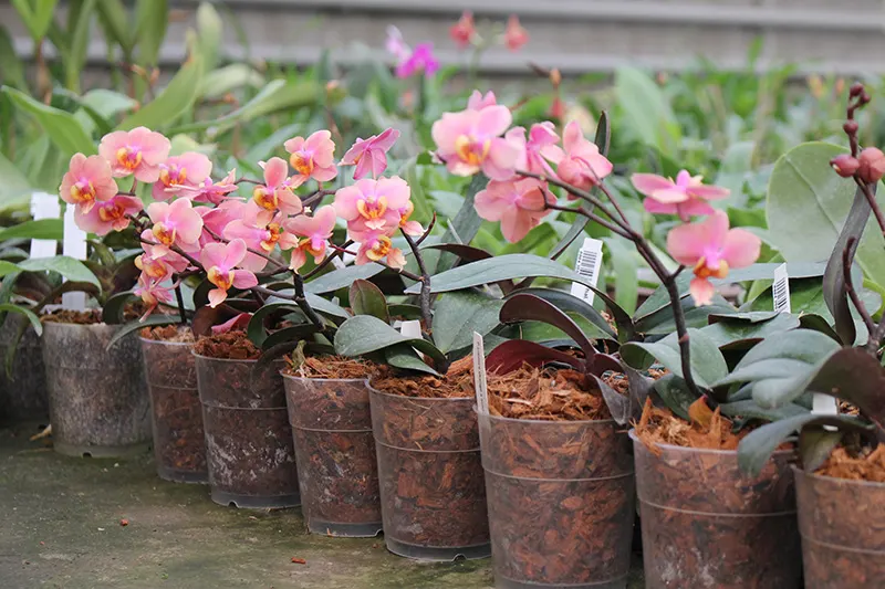 Phalaenopsis (Jiaho's Orange x schilleriana ) 'KF'