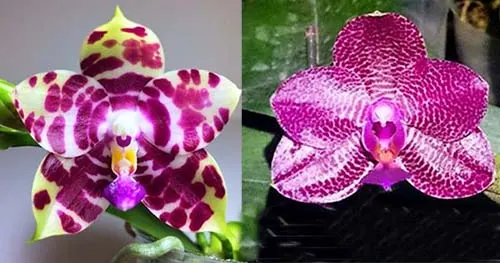 Phalaenopsis KS Super Zebra x Mituo Sun 'AL'