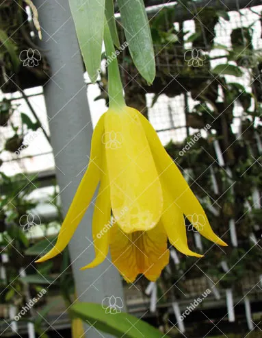 Encyclia citrina