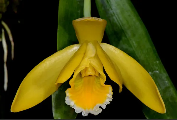 Encyclia karwinskii