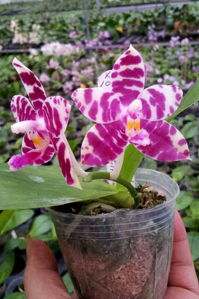 Phalaenopsis KS Super Zebra 'Yung-Ho'