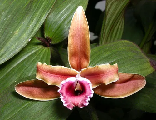 Sobralia atropubescens
