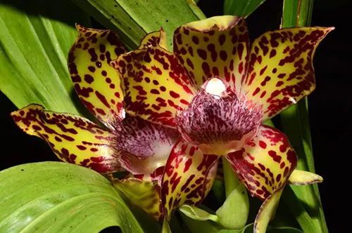 Galeopetalum Princesa Huri