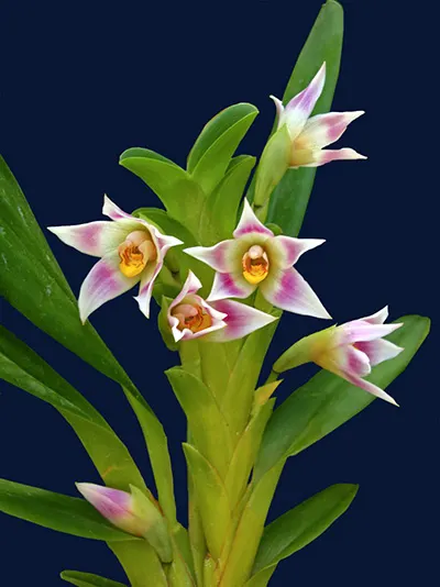 Camaridium carinulatum
