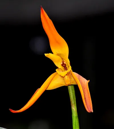 Maxillaria fractiflexa x molitor orange