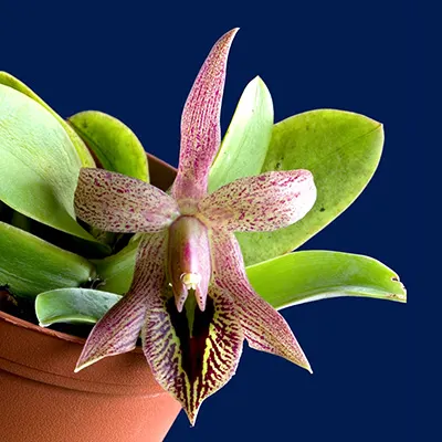 Epidendrum oxapampense