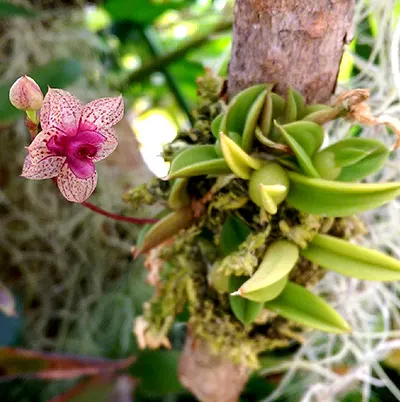 Trichoceros muralis