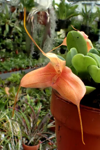 Masdevallia venatoria