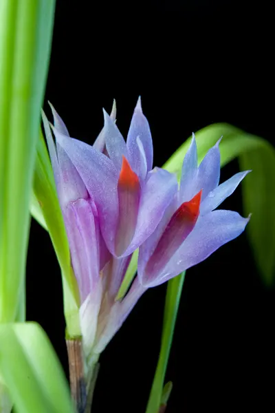 Dendrobium violaceum blue x blue