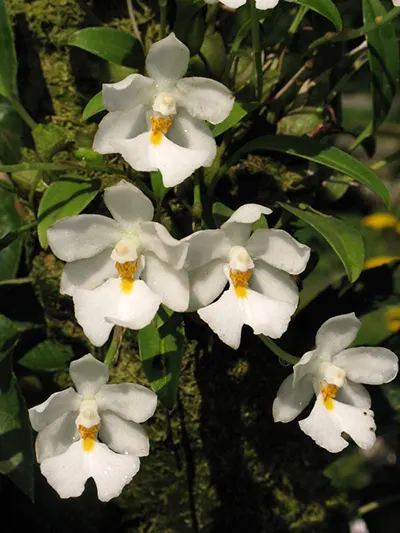 Ticoglossum oerstedii