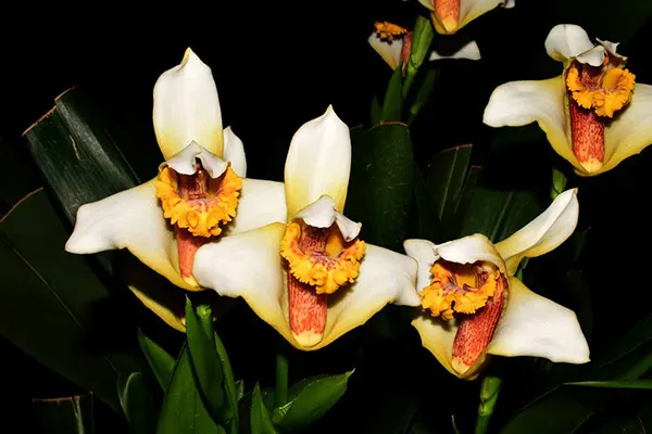 Maxillaria fletcheriana