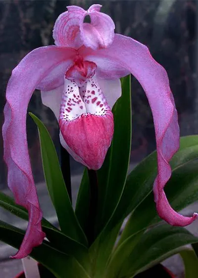 Phragmipedium caudatum giganteum x kovachii