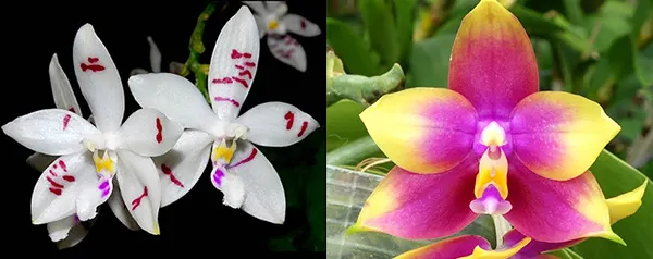 Phalaenopsis tetraspis x Hawaii Dragon Girl