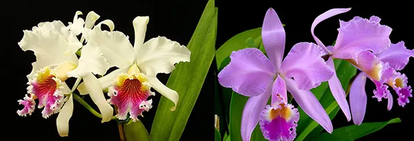 Cattleya The Pearl (rex x gaskelliana)