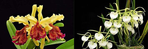 Cattleya dowiana aurea x Brassavola nodosa