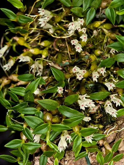 Dendrobium parvulum white