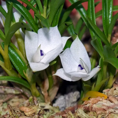 Dendrobium subuliferum