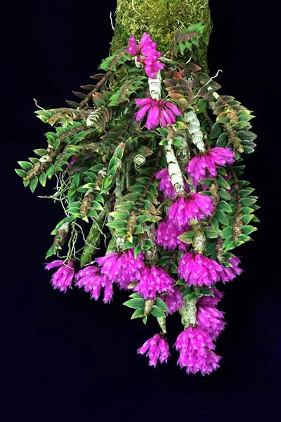 Dendrobium limpidum