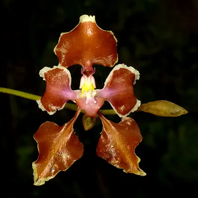 Cyrtochilum geniculatum