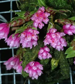 Dendrobium dichaeoides