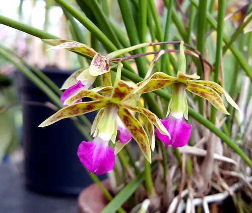 Encyclia bracteata