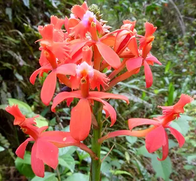 Epidendrum cochlidium