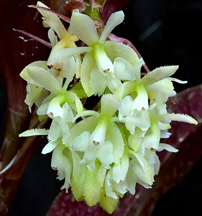 Epidendrum echinatum