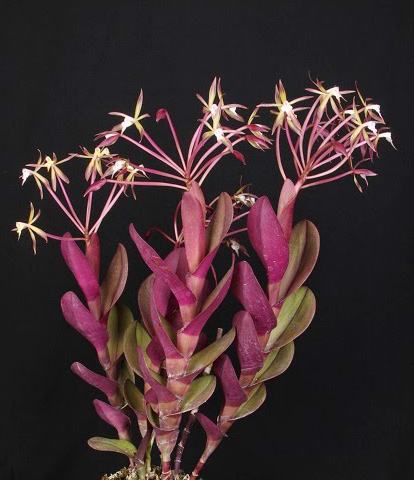 Epidendrum lacustre