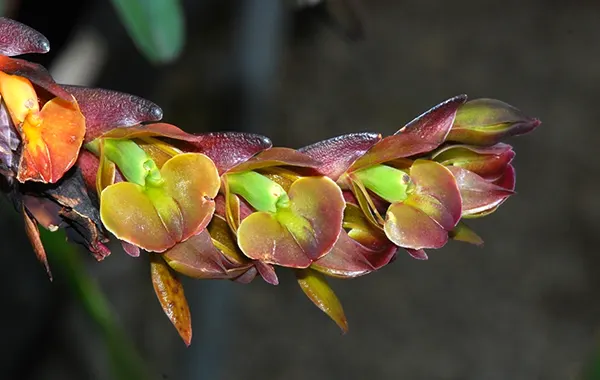 Epidendrum summerhayesii
