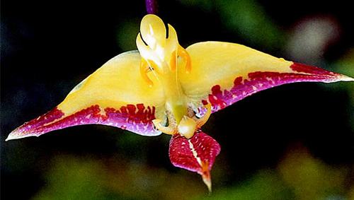 Gongora irmgardiae