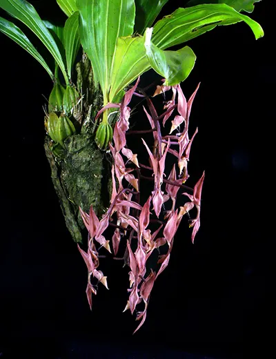 Gongora unicolor