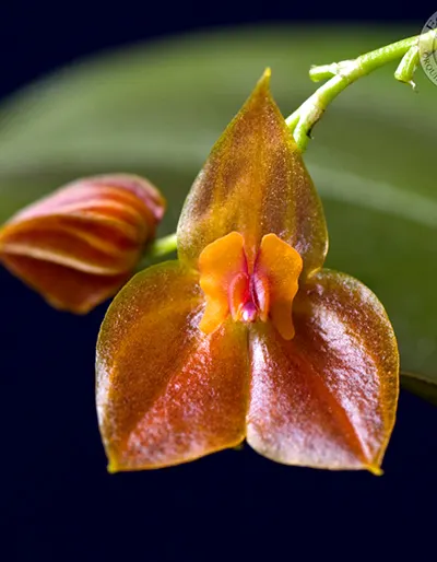 Lepanthes adrianae
