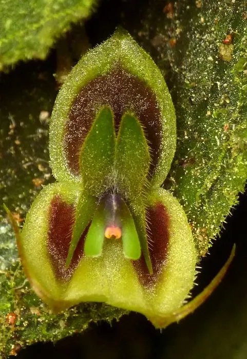 Lepanthes dodsonii