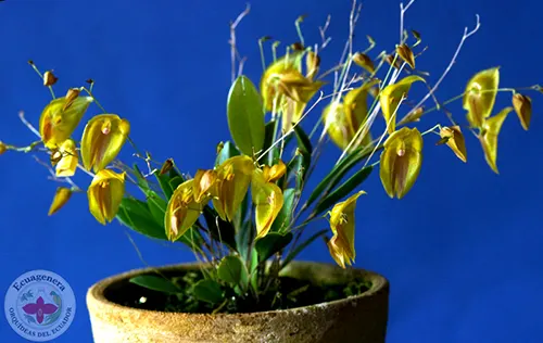 Lepanthes escobariana