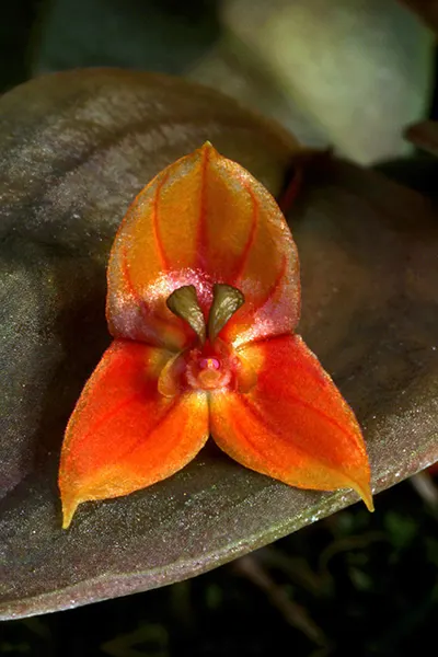 Lepanthes niesseniae