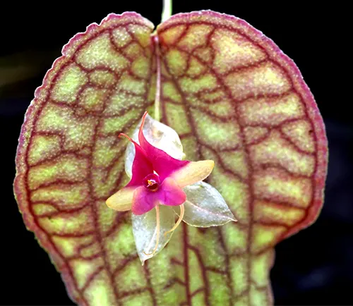 Lepanthes saltatrix