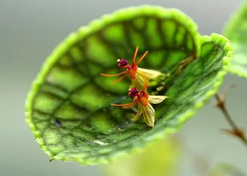 Lepanthes tentaculata