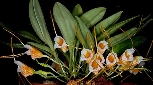 Masdevallia aurea