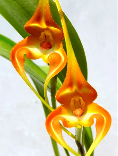 Masdevallia norops
